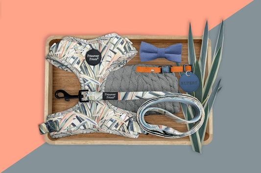 SALE! Yucca Print Puppy Dog Harness and Lead Set